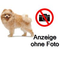 Zauberhafter echters schoko Mini Pomeranian Bärchen mit Ahnentafel