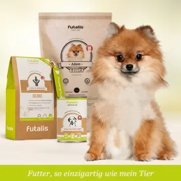 Welches Futter für Spitz?