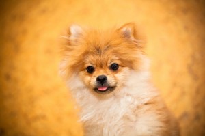 Augen reinigen Spitz