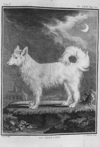 Deutscher Spitz 1755 - Bibliothèque nationale de France