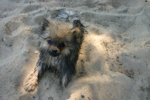 Dreckigen Spitz baden?