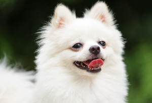 Fellpflege Spitz
