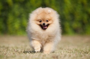 Spitz Hund kaufen