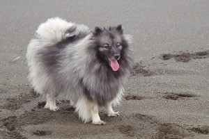 Keeshond