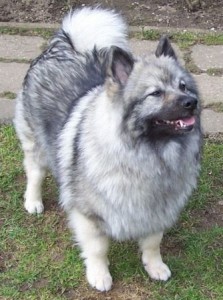 Keeshond oder Wolfsspitz
