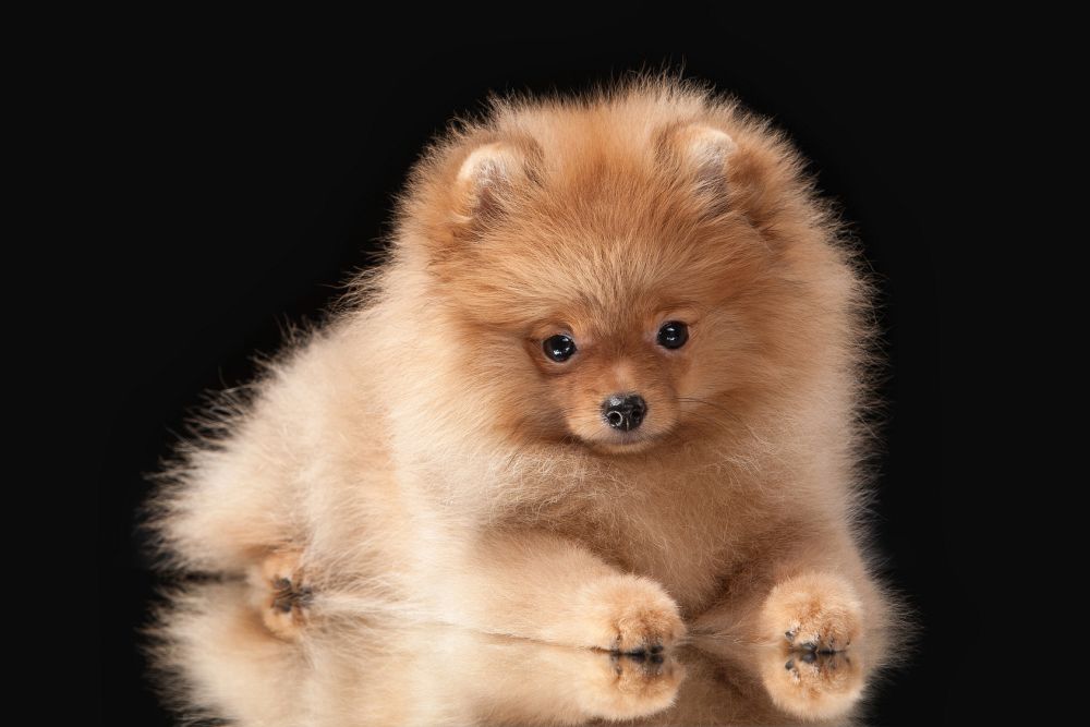 Spitz Welpen