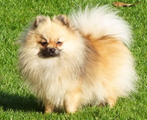 Pomeranian Zwergspitz