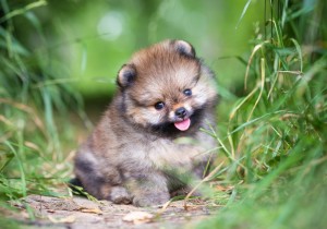 Die Sozialisierung der Welpen beginnt schon beim Spitz Züchter