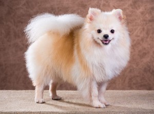 Charakter vom Spitz