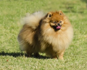 Ernährung und Bewegung = gesunder Spitz