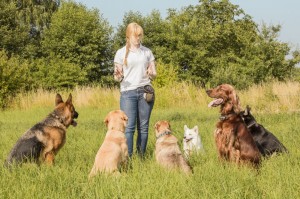Optimal für die Spitz Erziehung ist der Besuch der Hundeschule