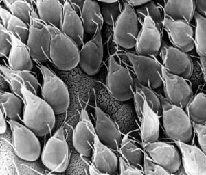Giardien Parasiten Spitz
