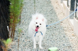 Spitz Hund draußen - Bewegung