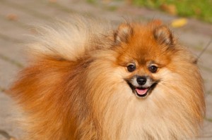 Spitz Kaufen