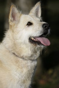 Spitz Mischling
