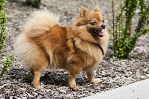 Spitz Stubenrein