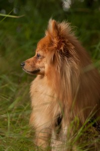 Spitz aus dem Tierheim