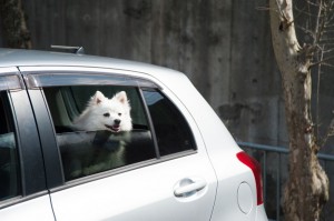 Urlaub Hund