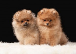 Spitz Welpen