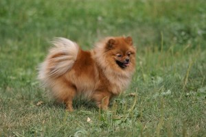 Spitz Züchter: gesunde Hunde