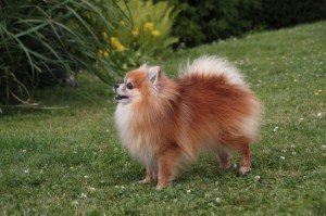 Ist der Spitz ein Kläffer?