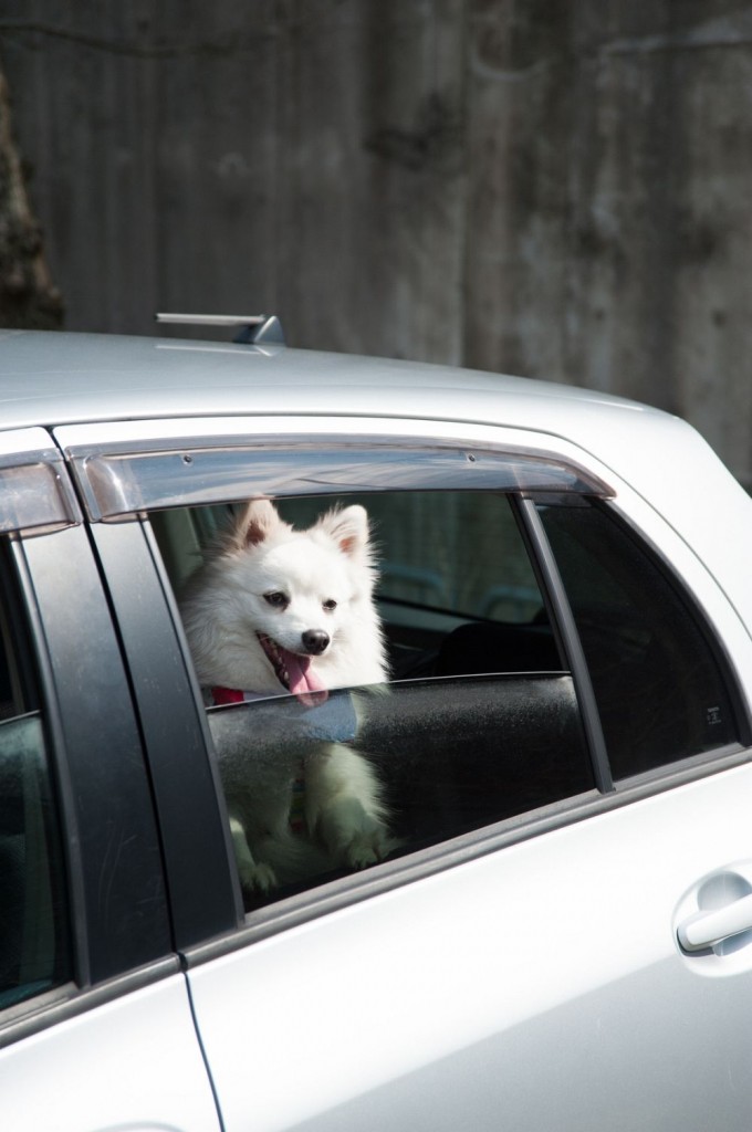Der Spitz muss im Auto unbedingt gesichert werden. Am besten in einer Hundebox.