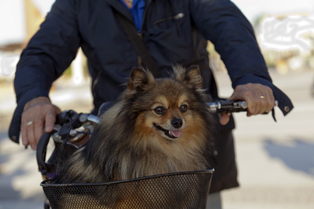 Kleine Spitze gehören in den Fahrradkorb.