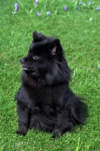 Spitz in Not