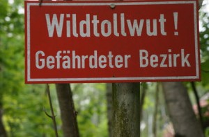 Tollwut beim Spitz