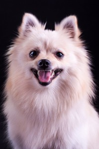 Trauma - Spitz in Not