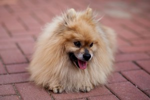 Spitz Welpen oder Spitz in Not