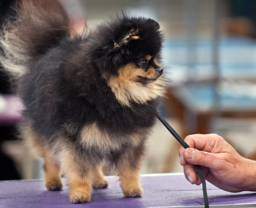 Zwergspitz in Black and Tan Foto: SheltieBoy - Flickr: AKC Helena Fall Dog Show 2011