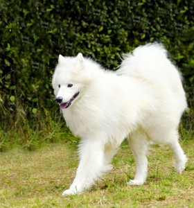 Spitz Deckrüden für die Zucht