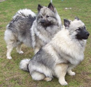 wolfsspitz keeshond