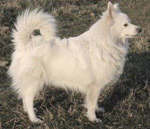 Großspitz - Eigenschaften