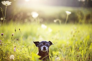 Chihuahua Lebenserwartung