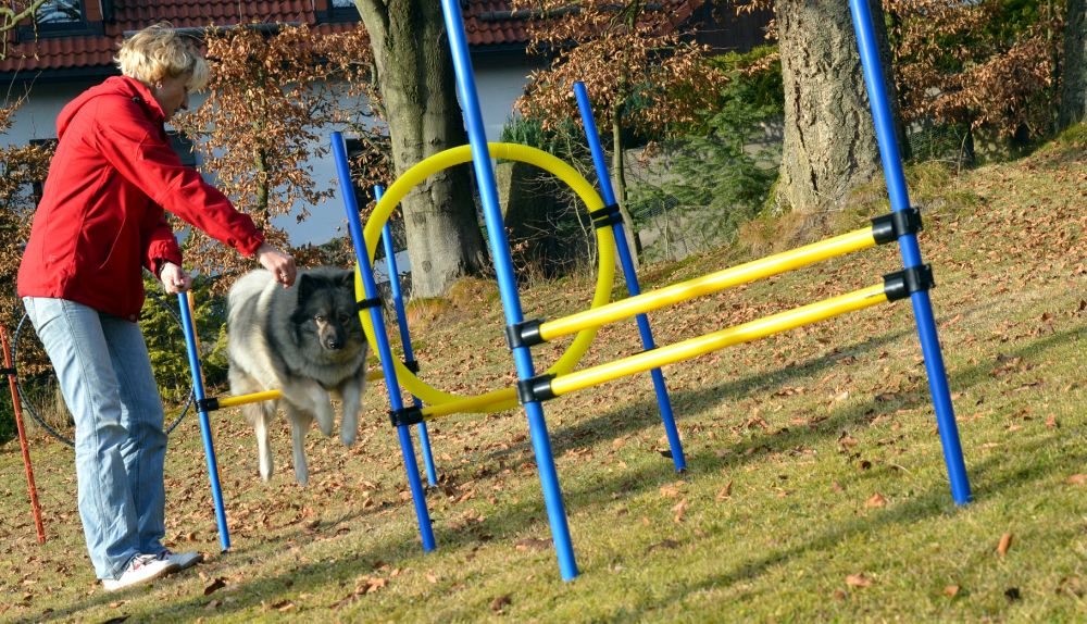 Cani di agilità sport salto occupazione Spitz