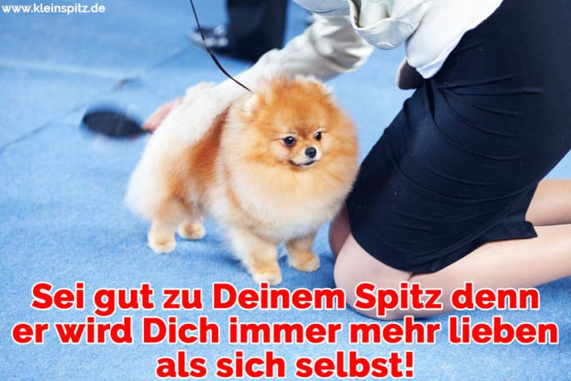 Spitz Zitate und Sprüche KleinSpitz.de