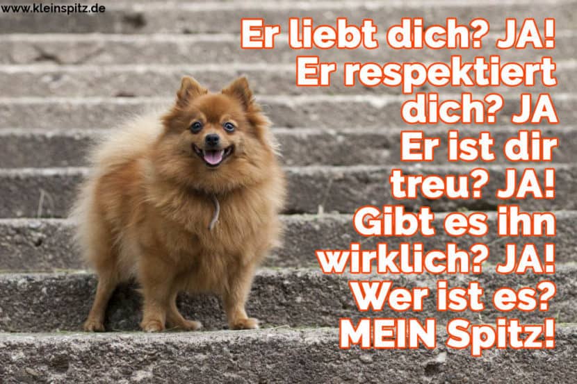 Spitz Zitate und Sprüche KleinSpitz.de