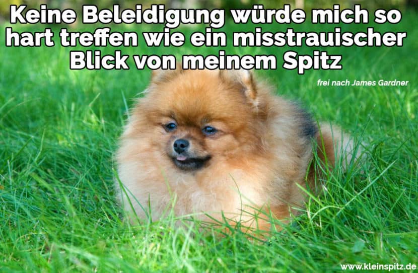 Spitz Zitate und Sprüche KleinSpitz.de