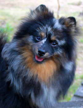 Pomeraniandeckrüden Alf bluemerle- tan