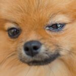 Spitz in Not, aus dem Tierheim sucht neues Zuhause