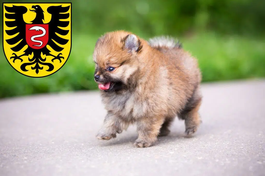 Spitz Züchter mit Welpen Aalen, Baden-Württemberg
