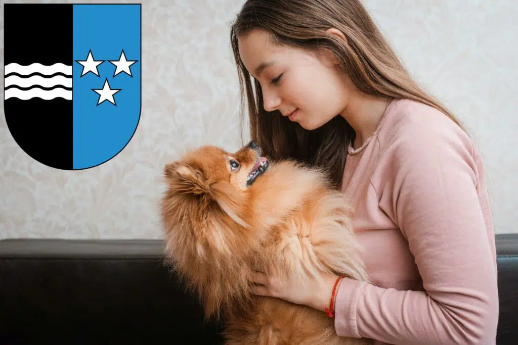 Spitz Züchter mit Welpen Aargau, Schweiz