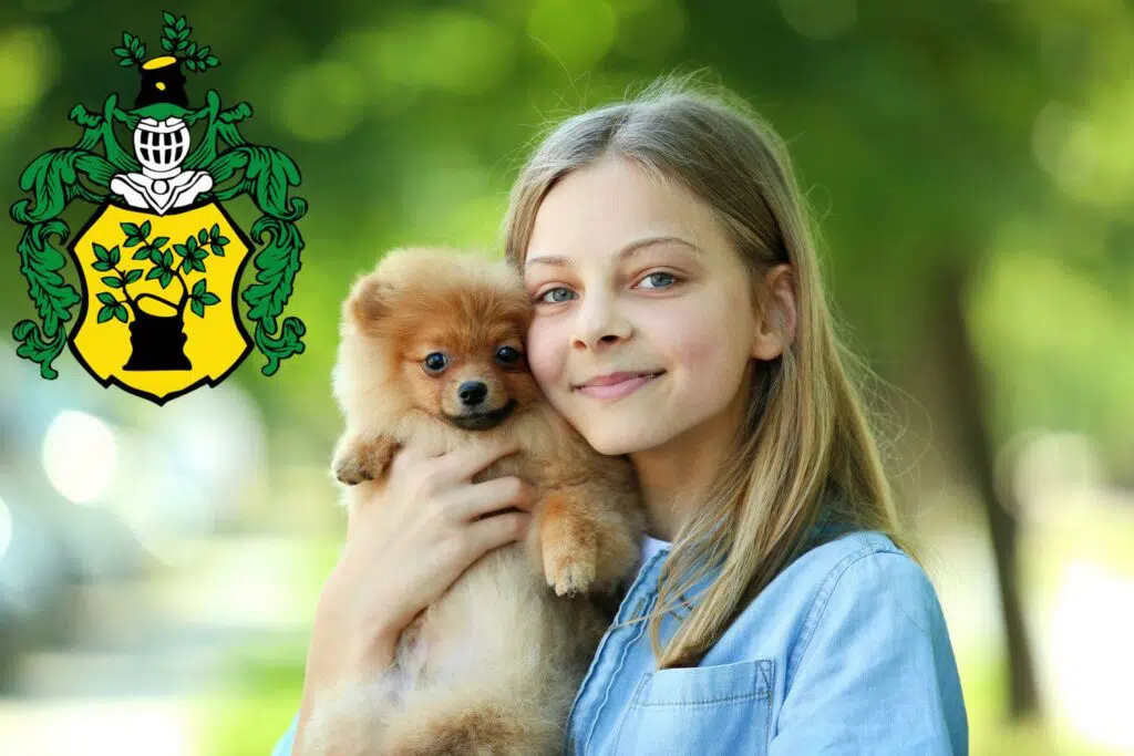 Spitz Züchter mit Welpen Apolda, Thüringen