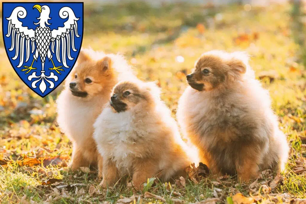 Spitz Züchter mit Welpen Arnsberg, Nordrhein-Westfalen