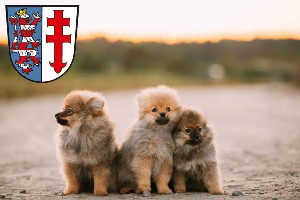 Spitz Züchter mit Welpen Bad Hersfeld, Hessen