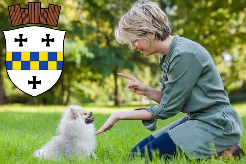 Spitz Züchter mit Welpen Bad Kreuznach, Rheinland-Pfalz