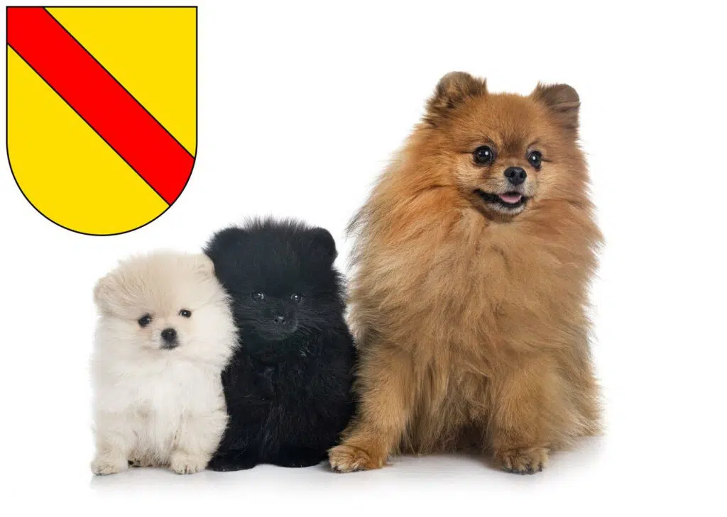 Spitz Züchter mit Welpen Baden, Baden-Württemberg