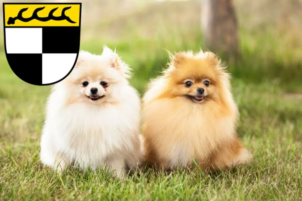 Spitz Züchter mit Welpen Balingen, Baden-Württemberg